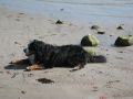 Strand11