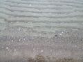 Strand16